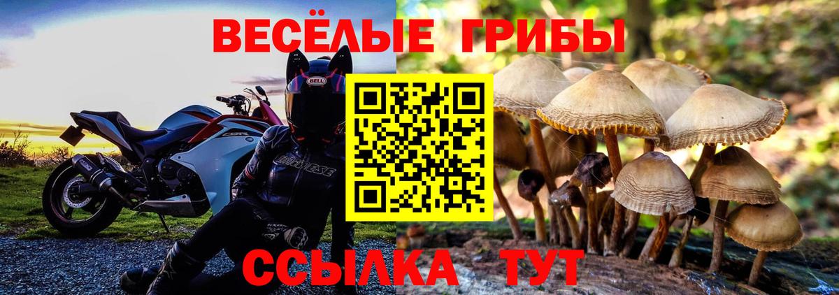 Псилоцибиновые грибы Psilocybine cubensis Семёнов